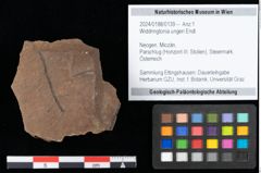 Foto (Objekt + Etikett) von Widdringtonia ungeri Endl. (NHMW-GEO-2024-0188-0139)